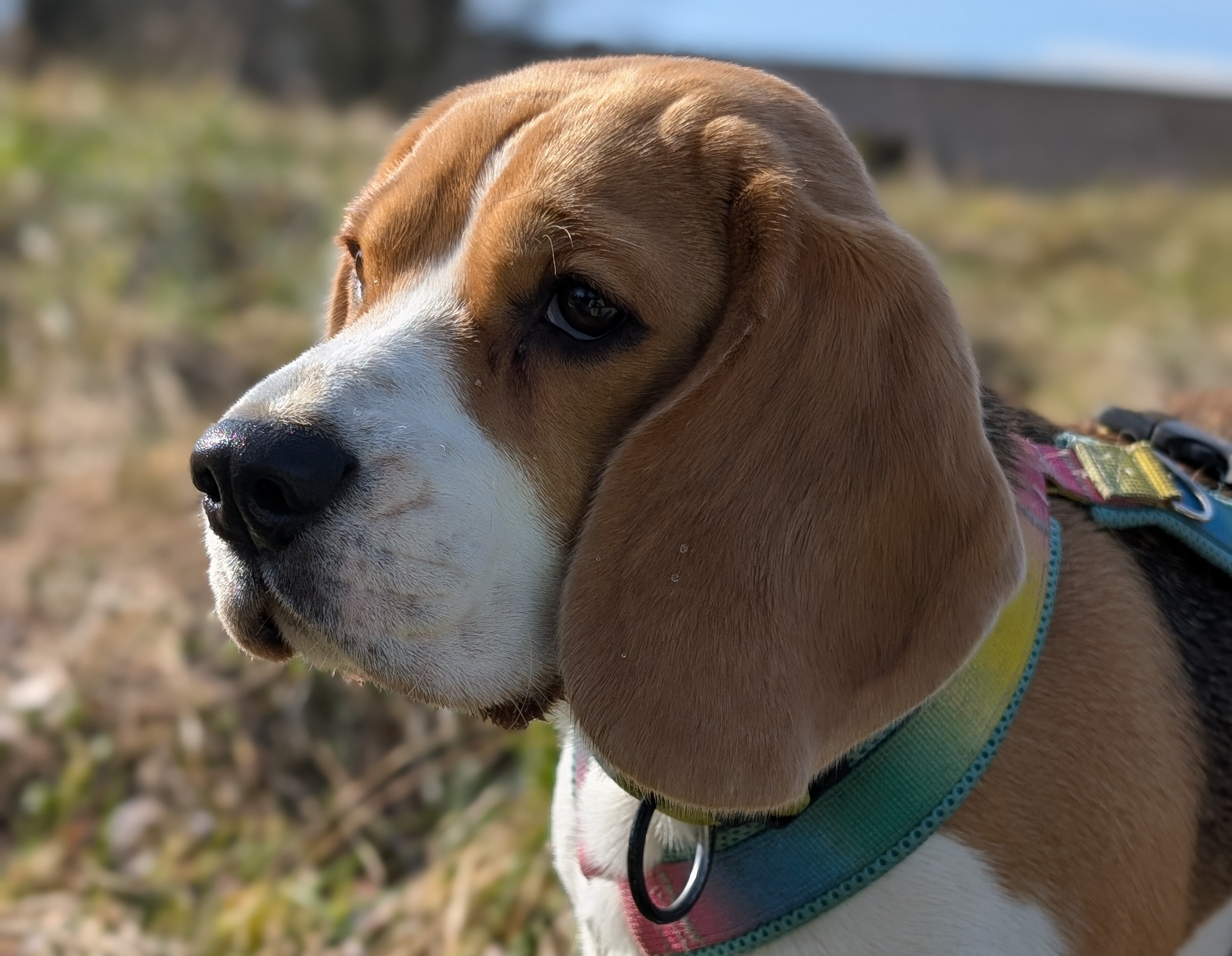 Stella beim Trailen